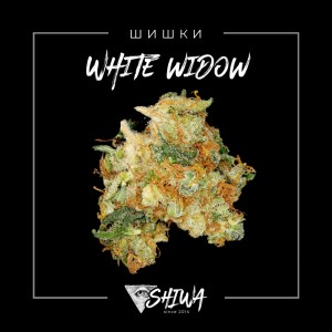 kupit-bohki-belaya-vdova-white-widow.jpe